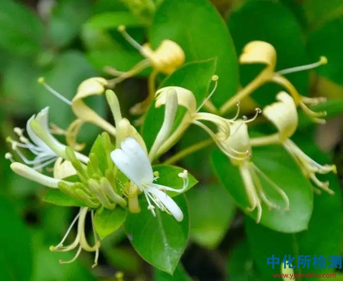 金銀花檢測