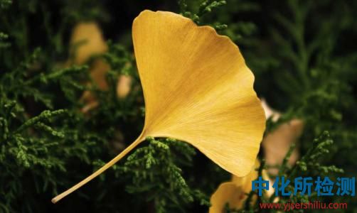 銀杏葉檢測
