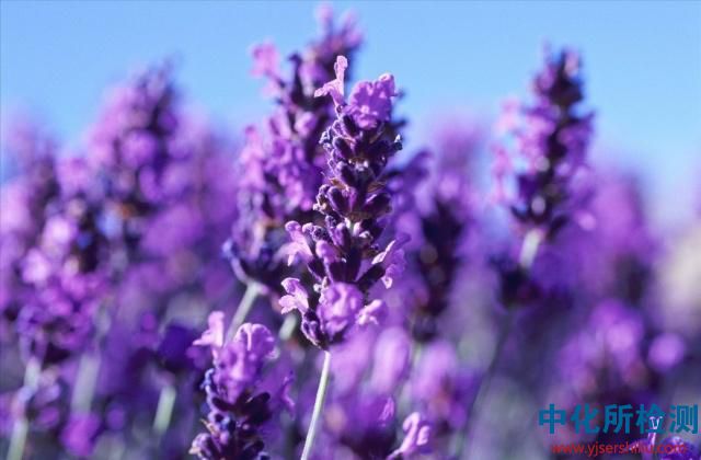 精油檢測 . 芳香治療|精油護理