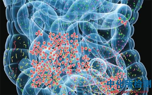 微生物檢測,微生物檢驗,微生物檢查,生物檢測 . 微生物檢測_第三方檢測機構