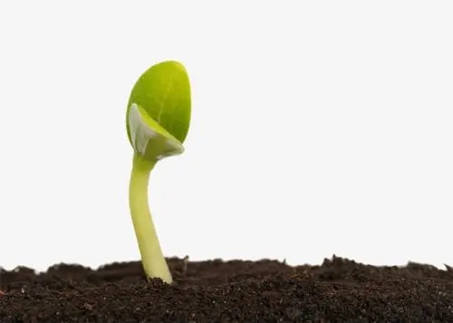 種子發(fā)芽測試